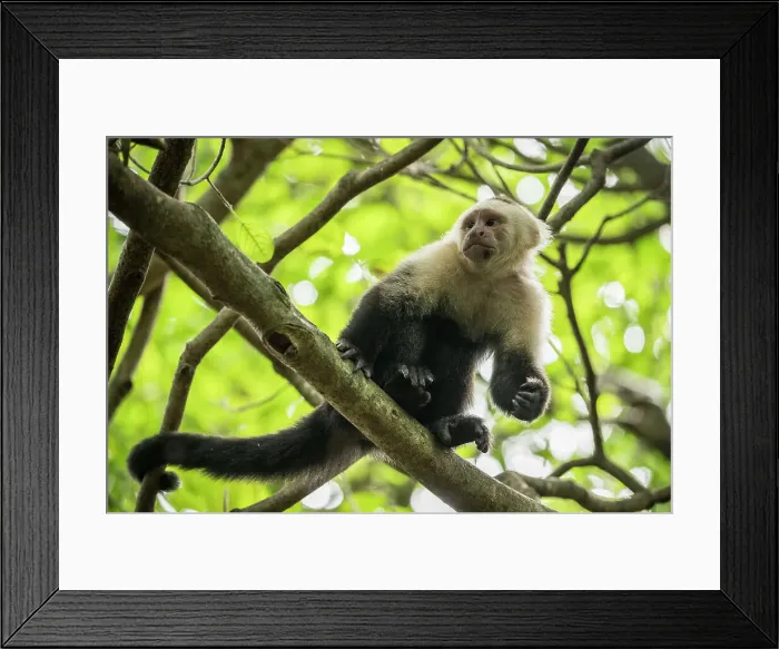 Framed Print : Capuchin Monkey, Reserva de Biosfera Ometepe, Ometepe Island, Rivas State, Nicaragua, Central America Framed Print : Capuchin Monkey, Reserva de Biosfera Ometepe, Ometepe Island, Rivas State, Nicaragua, Central America