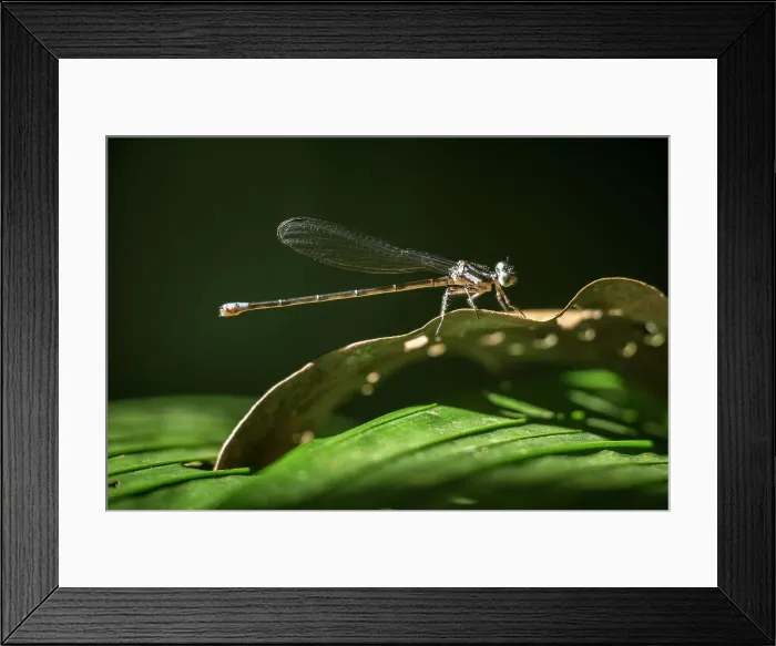 Framed Print : Dragonfly, Sarapiqui, Costa Rica, Central America