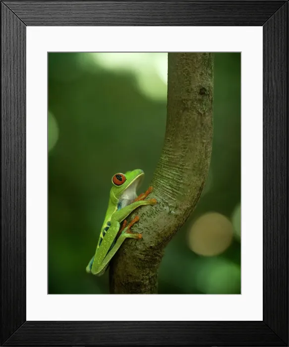 Framed Print : Red-eyed tree frog (Agalychnis callidryas), Sarapiqui, Costa Rica, Central America Framed Print : Red-eyed tree frog (Agalychnis callidryas), Sarapiqui, Costa Rica, Central America