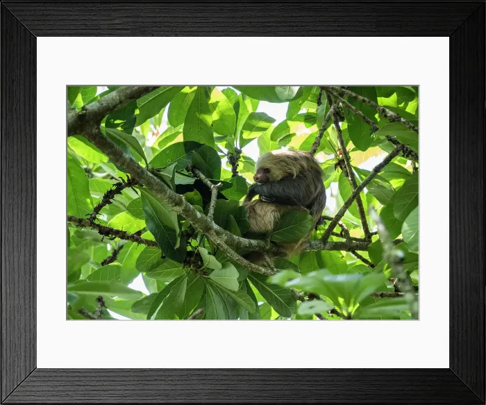 Framed Print : Sloth in tree, Sarapiqu, Costa Rica, Central America