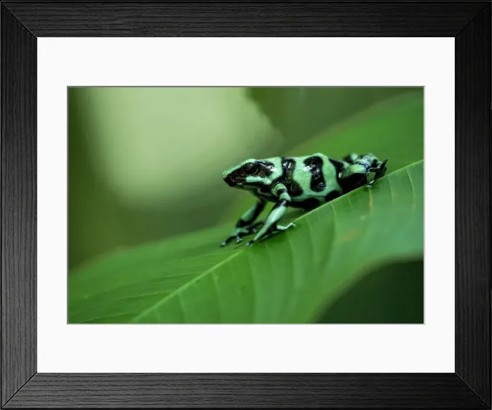 Framed Print : Green and black poison dart frog (Dendrobates auratus), Sarapiqui, Costa Rica, Central America Framed Print : Green and black poison dart frog (Dendrobates auratus), Sarapiqui, Costa Rica, Central America