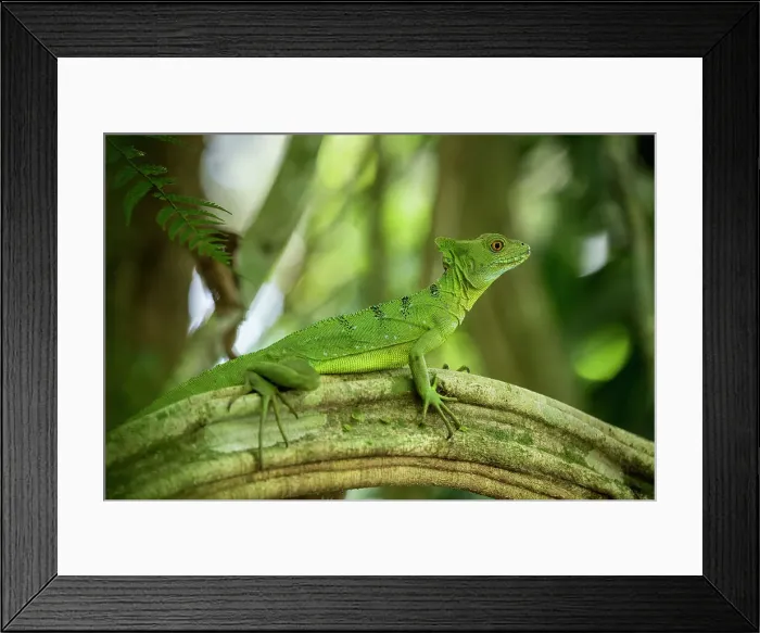 Framed Print : Jesus Christ Lizard (Common Basilisk), Sarapiqui, Costa Rica, Central America Framed Print : Jesus Christ Lizard (Common Basilisk), Sarapiqui, Costa Rica, Central America