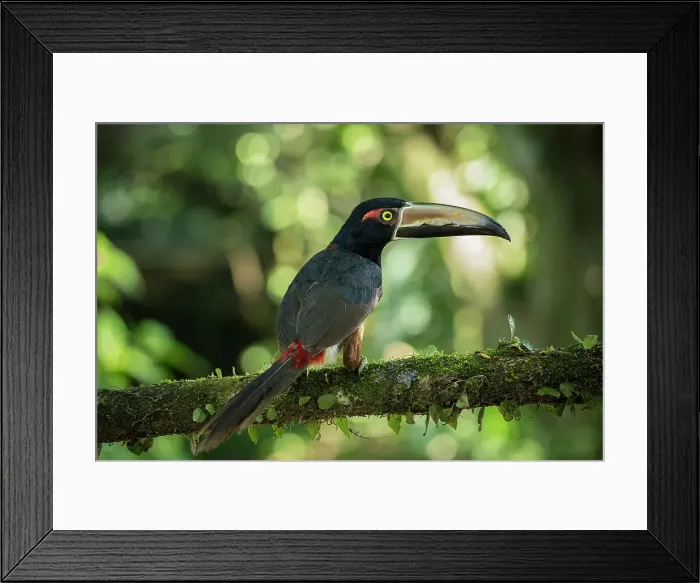 Framed Print : Toucan, Sarapiqui, Costa Rica, Central America Framed Print : Toucan, Sarapiqui, Costa Rica, Central America