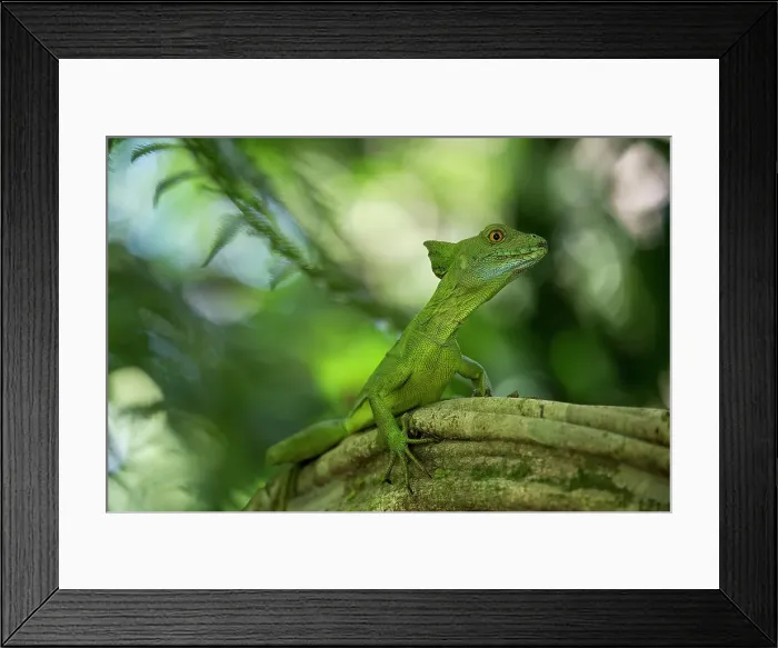 Framed Print : Jesus Christ Lizard (Common Basilisk), Sarapiqui, Costa Rica, Central America Framed Print : Jesus Christ Lizard (Common Basilisk), Sarapiqui, Costa Rica, Central America