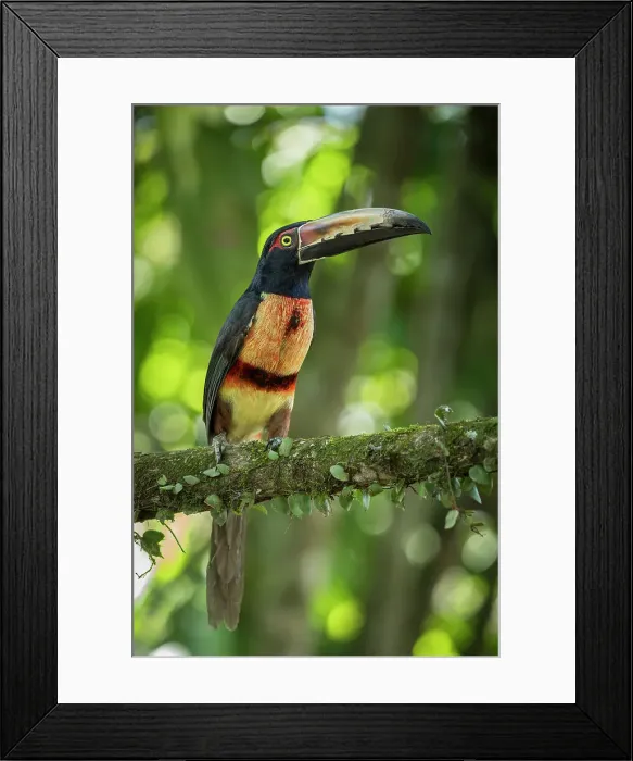 Framed Print : Collared Aracari Toucan (Pteroglossus torquatus), Sarapiqui, Costa Rica, Central America Framed Print : Collared Aracari Toucan (Pteroglossus torquatus), Sarapiqui, Costa Rica, Central America