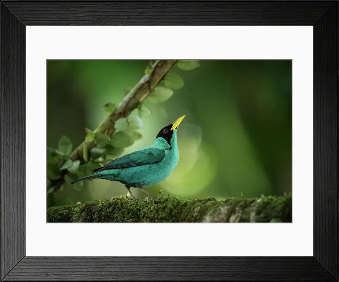 Framed Print : Green honeycreeper, Sarapiqui, Costa Rica, Central America Framed Print : Green honeycreeper, Sarapiqui, Costa Rica, Central America