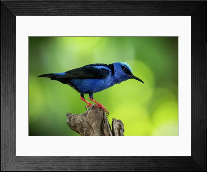 Framed Print : Red leg honey creeper (Cyanerpes cyaneus), Sarapiqui, Costa Rica, Central America Framed Print : Red leg honey creeper (Cyanerpes cyaneus), Sarapiqui, Costa Rica, Central America