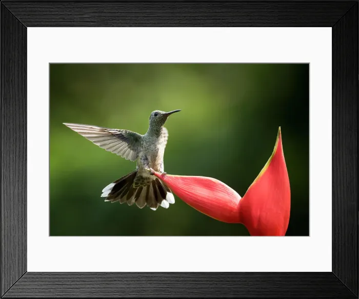 Framed Print : Scaly-breasted Hummingbird, Lowland rainforest, Sarapiqui, Costa Rica, Central America Framed Print : Scaly-breasted Hummingbird, Lowland rainforest, Sarapiqui, Costa Rica, Central America