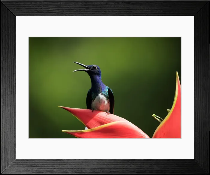 Framed Print : White-necked Jacobin Male Hummingbird, Lowland rainforest, Sarapiqui, Costa Rica, Central America Framed Print : White-necked Jacobin Male Hummingbird, Lowland rainforest, Sarapiqui, Costa Rica, Central America
