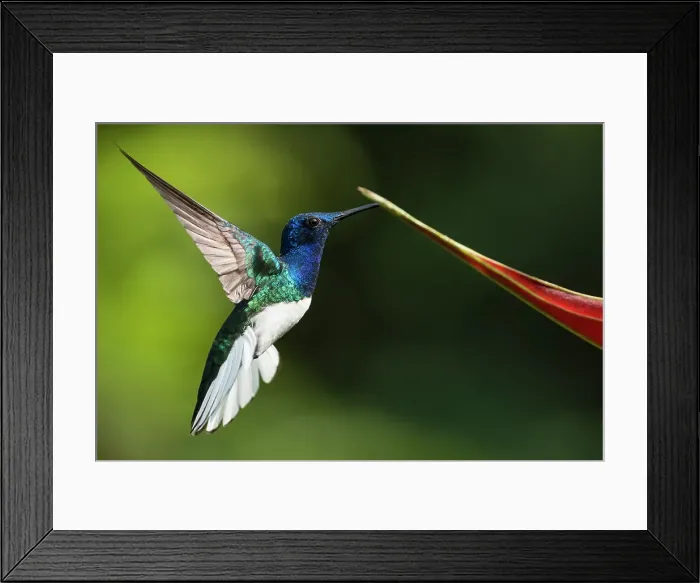 Framed Print : White-necked Jacobin Male Hummingbird, Lowland rainforest, Sarapiqui, Costa Rica, Central America Framed Print : White-necked Jacobin Male Hummingbird, Lowland rainforest, Sarapiqui, Costa Rica, Central America