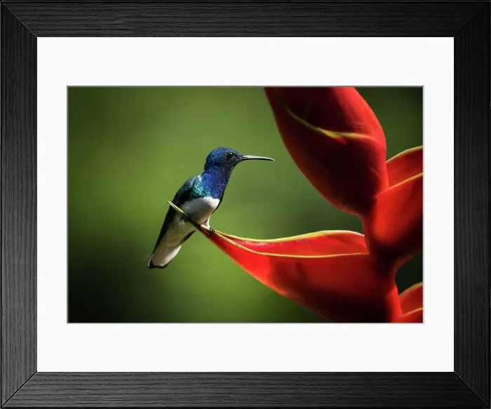 Framed Print : White-necked Jacobin Male Hummingbird, Lowland rainforest, Sarapiqui, Costa Rica, Central America Framed Print : White-necked Jacobin Male Hummingbird, Lowland rainforest, Sarapiqui, Costa Rica, Central America