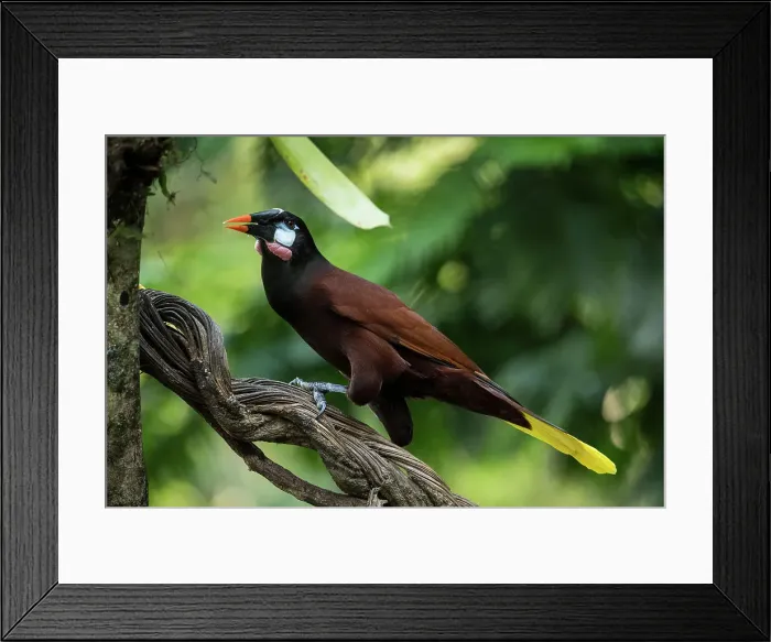 Framed Print : Chestnut headed Oropendola (Psarocolius wagleri), Sarapiqui, Costa Rica, Central America Framed Print : Chestnut headed Oropendola (Psarocolius wagleri), Sarapiqui, Costa Rica, Central America