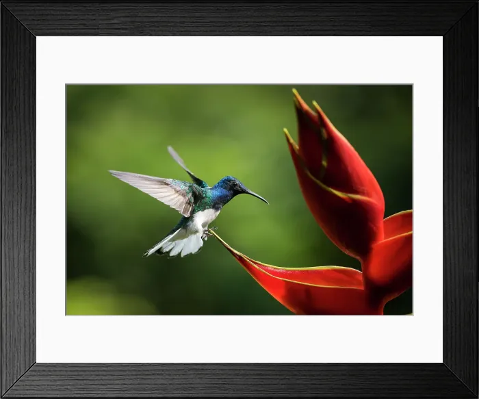 Framed Print : White-necked Jacobin Male Hummingbird, Lowland rainforest, Sarapiqui, Costa Rica, Central America Framed Print : White-necked Jacobin Male Hummingbird, Lowland rainforest, Sarapiqui, Costa Rica, Central America