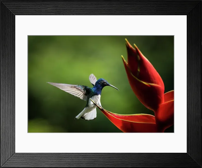 Framed Print : White-necked Jacobin Male Hummingbird, Lowland rainforest, Sarapiqui, Costa Rica, Central America Framed Print : White-necked Jacobin Male Hummingbird, Lowland rainforest, Sarapiqui, Costa Rica, Central America