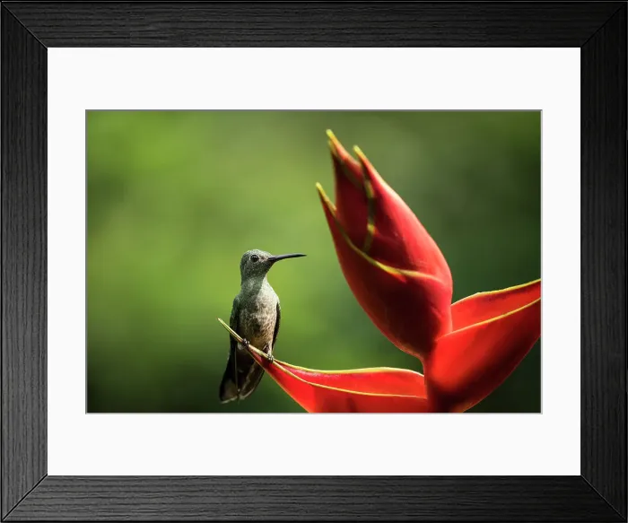 Framed Print : Scaly-breasted Hummingbird, Lowland rainforest, Sarapiqui, Costa Rica, Central America Framed Print : Scaly-breasted Hummingbird, Lowland rainforest, Sarapiqui, Costa Rica, Central America