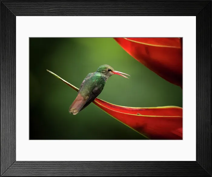 Framed Print : Rufous-tailed Hummingbird, Lowland rainforest, Sarapiqui, Costa Rica, Central America Framed Print : Rufous-tailed Hummingbird, Lowland rainforest, Sarapiqui, Costa Rica, Central America