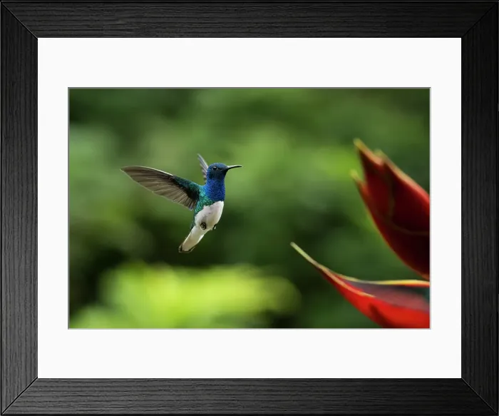 Framed Print : White-necked Jacobin Male Hummingbird, Lowland rainforest, Sarapiqui, Costa Rica, Central America Framed Print : White-necked Jacobin Male Hummingbird, Lowland rainforest, Sarapiqui, Costa Rica, Central America