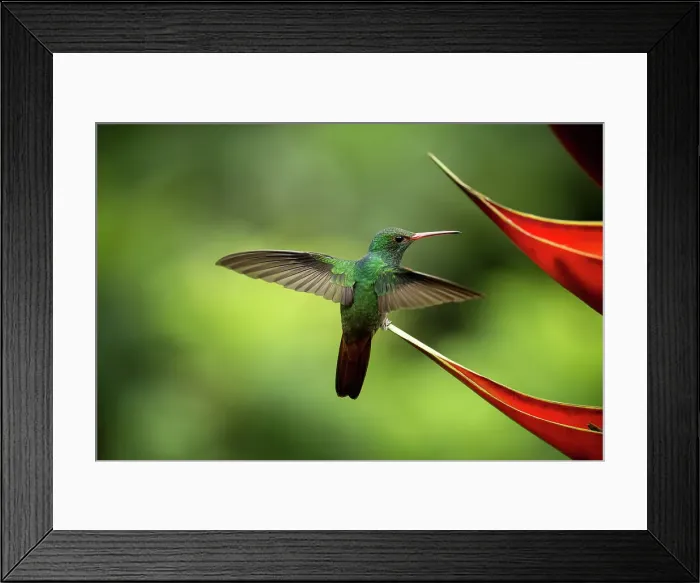 Framed Print : White-necked Jacobin female Hummingbird, Lowland rainforest, Sarapiqui, Costa Rica, Central America Framed Print : White-necked Jacobin female Hummingbird, Lowland rainforest, Sarapiqui, Costa Rica, Central America