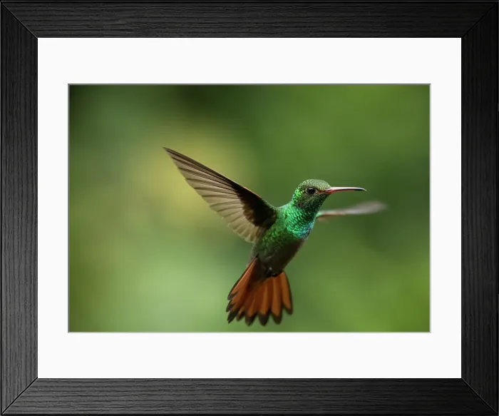 Framed Print : Rufous-tailed Hummingbird, Lowland rainforest, Sarapiqui, Costa Rica, Central America Framed Print : Rufous-tailed Hummingbird, Lowland rainforest, Sarapiqui, Costa Rica, Central America