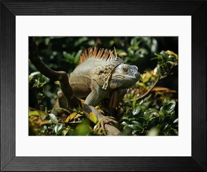 Framed Print : Green Iguana (Iguana iguana), Alajuela Province, Costa Rica, Central America Framed Print : Green Iguana (Iguana iguana), Alajuela Province, Costa Rica, Central America