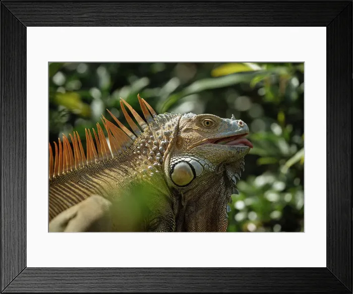 Framed Print : Green Iguana (Iguana iguana), Alajuela Province, Costa Rica, Central America Framed Print : Green Iguana (Iguana iguana), Alajuela Province, Costa Rica, Central America