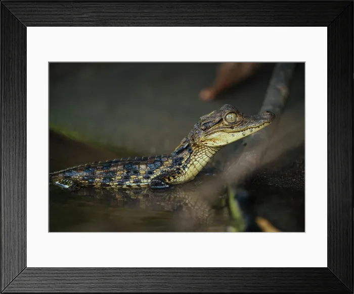 Framed Print : Baby Caiman, Cano Negro, Alajuela Province, Costa Rica, Central America Framed Print : Baby Caiman, Cano Negro, Alajuela Province, Costa Rica, Central America