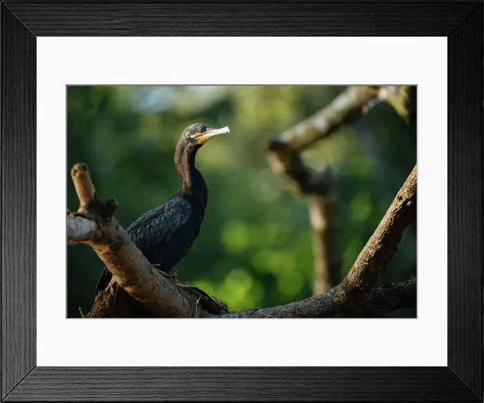 Framed Print : Neotropic Cormorant, Cano Negro, Alajuela Province, Costa Rica, Central America Framed Print : Neotropic Cormorant, Cano Negro, Alajuela Province, Costa Rica, Central America