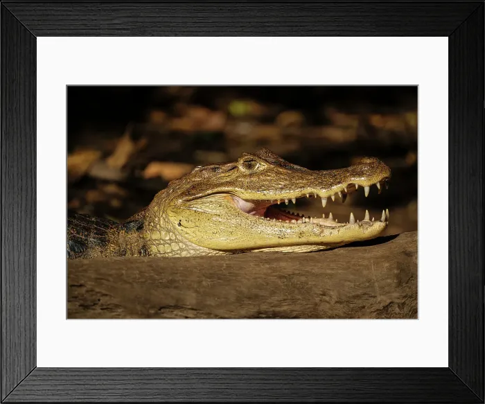 Framed Print : Caiman, Cano Negro, Alajuela Province, Costa Rica, Central America Framed Print : Caiman, Cano Negro, Alajuela Province, Costa Rica, Central America