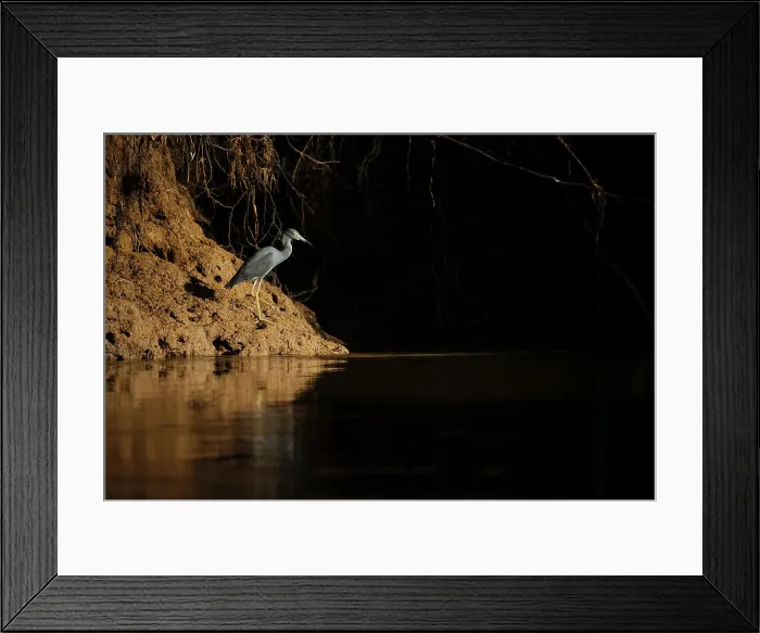 Framed Print : Little blue Heron, Cano Negro, Alajuela Province, Costa Rica, Central America Framed Print : Little blue Heron, Cano Negro, Alajuela Province, Costa Rica, Central America