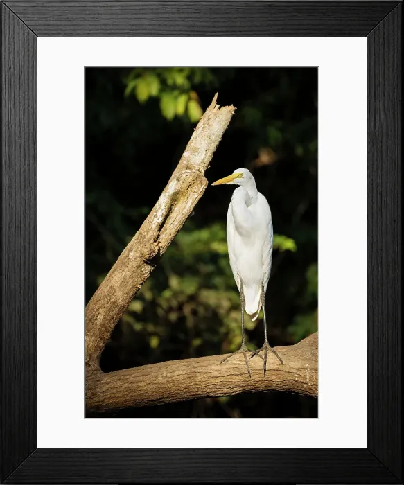 Framed Print : Great blue Heron, Cano Negro, Alajuela Province, Costa Rica, Central America Framed Print : Great blue Heron, Cano Negro, Alajuela Province, Costa Rica, Central America
