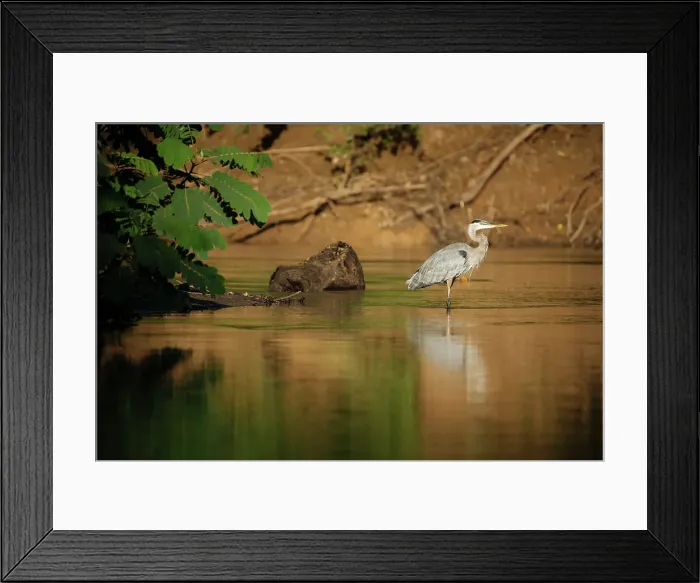 Framed Print : Great blue Heron, Cano Negro, Alajuela Province, Costa Rica, Central America Framed Print : Great blue Heron, Cano Negro, Alajuela Province, Costa Rica, Central America