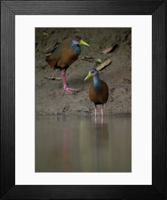 Framed Print : Russet naped Wood-rail, Cano Negro, Alajuela Province, Costa Rica, Central America Framed Print : Russet naped Wood-rail, Cano Negro, Alajuela Province, Costa Rica, Central America