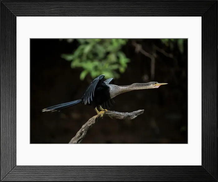 Framed Print : Anhinga, Cano Negro, Alajuela Province, Costa Rica, Central America Framed Print : Anhinga, Cano Negro, Alajuela Province, Costa Rica, Central America