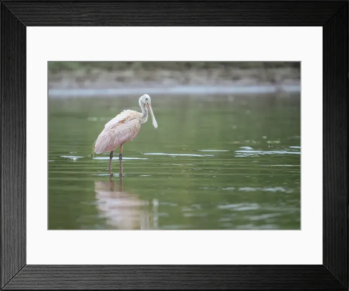 Framed Print : Roseate Spoonbill, Cano Negro, Alajuela Province, Costa Rica, Central America Framed Print : Roseate Spoonbill, Cano Negro, Alajuela Province, Costa Rica, Central America