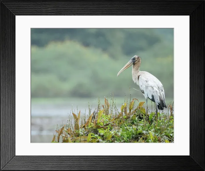 Framed Print : Wood stork, Cano Negro, Alajuela Province, Costa Rica, Central America Framed Print : Wood stork, Cano Negro, Alajuela Province, Costa Rica, Central America