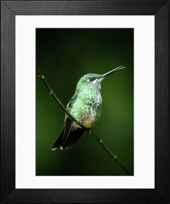 Framed Print : A green-crowned brilliant Hummingbird, Lowland rainforest, Sarapiqui, Costa Rica, Central America Framed Print : A green-crowned brilliant Hummingbird, Lowland rainforest, Sarapiqui, Costa Rica, Central America