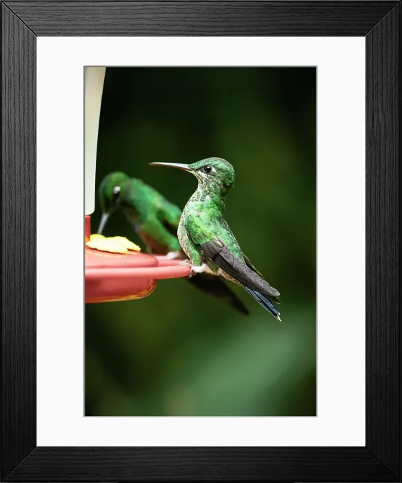 Framed Print : A green-crowned brilliant Hummingbird, Lowland rainforest, Sarapiqui, Costa Rica, Central America Framed Print : A green-crowned brilliant Hummingbird, Lowland rainforest, Sarapiqui, Costa Rica, Central America