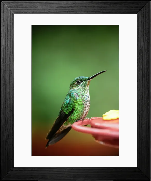 Framed Print : A green-crowned brilliant Hummingbird, Lowland rainforest, Sarapiqui, Costa Rica, Central America Framed Print : A green-crowned brilliant Hummingbird, Lowland rainforest, Sarapiqui, Costa Rica, Central America
