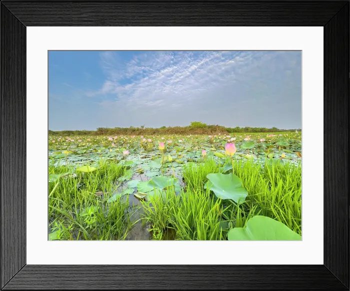Framed Print : Sacred lotus (Nelumbo nucifera), at sunrise in Kampong Tralach, Cambodia, Indochina, Southeast Asia, Asia Framed Print : Sacred lotus (Nelumbo nucifera), at sunrise in Kampong Tralach, Cambodia, Indochina, Southeast Asia, Asia