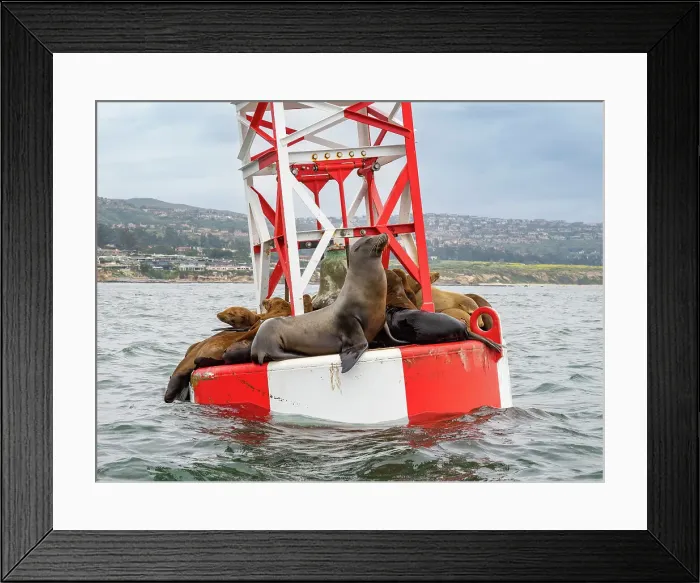 Framed Print : California sea lions (Zalophus californianus), grouped together on a channel marker off Newport Beach, California, United States of America, North America Framed Print : California sea lions (Zalophus californianus), grouped together on a channel marker off Newport Beach, California, United States of America, North America