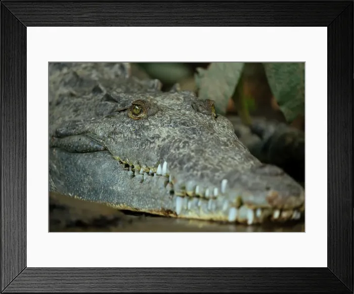 Framed Print : American Crocodile (Crocodylus acutus), Tarcoles River, Garabito, Puntarenas Province, Costa Rica, Central America Framed Print : American Crocodile (Crocodylus acutus), Tarcoles River, Garabito, Puntarenas Province, Costa Rica, Central America