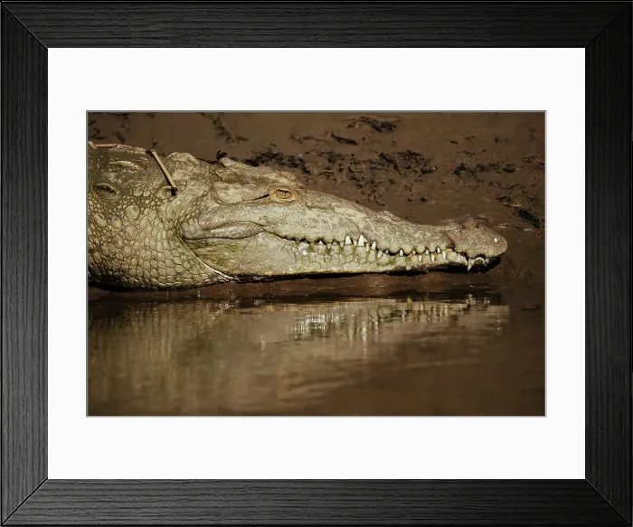 Framed Print : American Crocodile (Crocodylus acutus), Tarcoles River, Garabito, Puntarenas Province, Costa Rica, Central America Framed Print : American Crocodile (Crocodylus acutus), Tarcoles River, Garabito, Puntarenas Province, Costa Rica, Central America