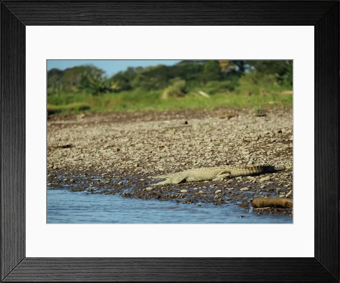 Framed Print : American Crocodile (Crocodylus acutus), Tarcoles River, Garabito, Puntarenas Province, Costa Rica, Central America Framed Print : American Crocodile (Crocodylus acutus), Tarcoles River, Garabito, Puntarenas Province, Costa Rica, Central America