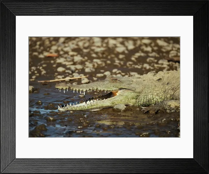 Framed Print : American Crocodile (Crocodylus acutus), Tarcoles River, Garabito, Puntarenas Province, Costa Rica, Central America Framed Print : American Crocodile (Crocodylus acutus), Tarcoles River, Garabito, Puntarenas Province, Costa Rica, Central America