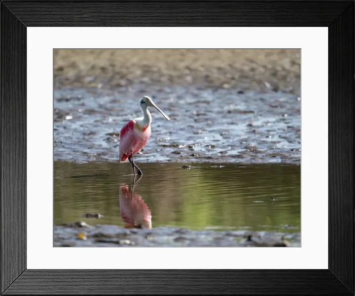 Framed Print : Roseate Spoonbill (Platalea ajaja), Tarcoles River, Garabito, Puntarenas Province, Costa Rica, Central America Framed Print : Roseate Spoonbill (Platalea ajaja), Tarcoles River, Garabito, Puntarenas Province, Costa Rica, Central America