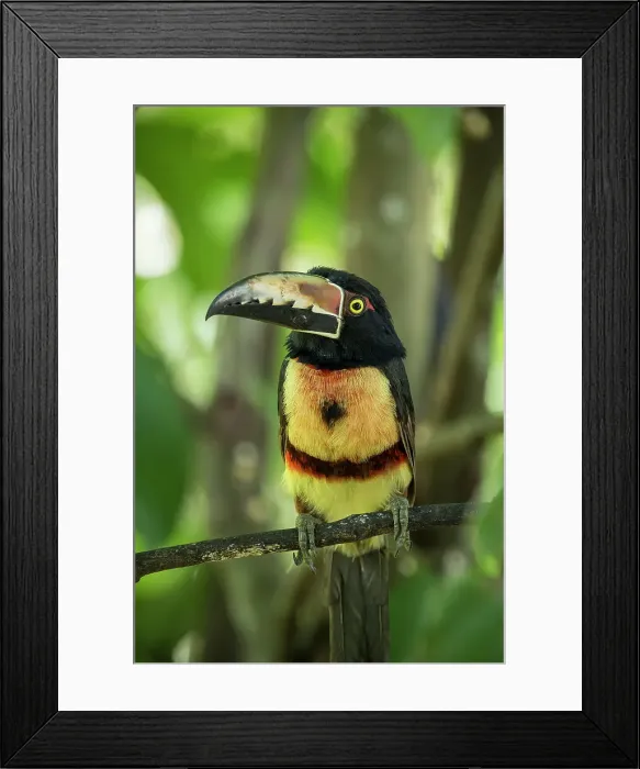 Framed Print : Collared Aracari Toucan (Pteroglossus torquatus), Sarapiqui, Costa Rica, Central America Framed Print : Collared Aracari Toucan (Pteroglossus torquatus), Sarapiqui, Costa Rica, Central America