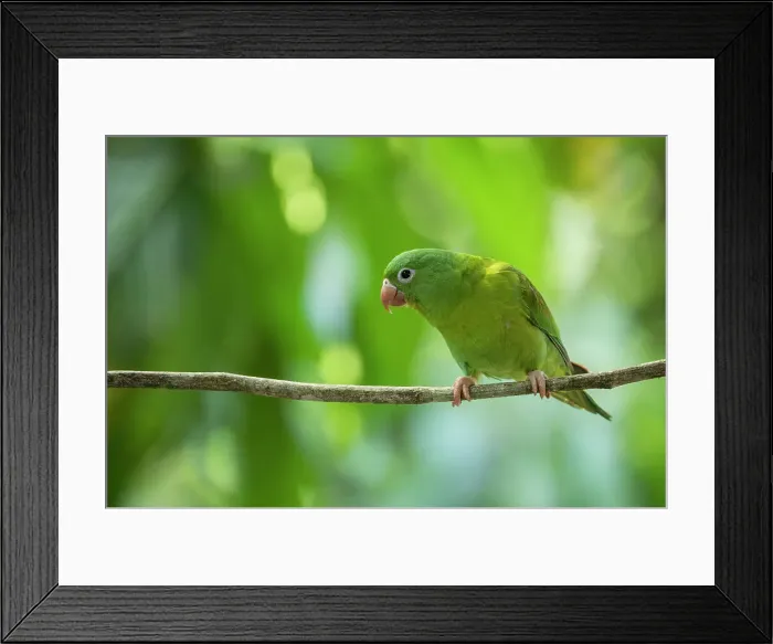 Framed Print : Parakeet, Sarapiqui, Costa Rica, Central America