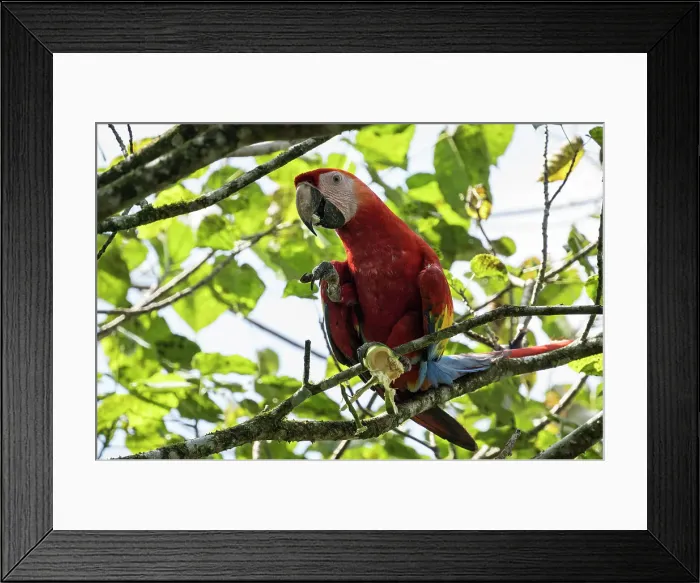 Framed Print : Scarlet Macaw (Ara macao), Sarapiqui, Costa Rica, Central America Framed Print : Scarlet Macaw (Ara macao), Sarapiqui, Costa Rica, Central America