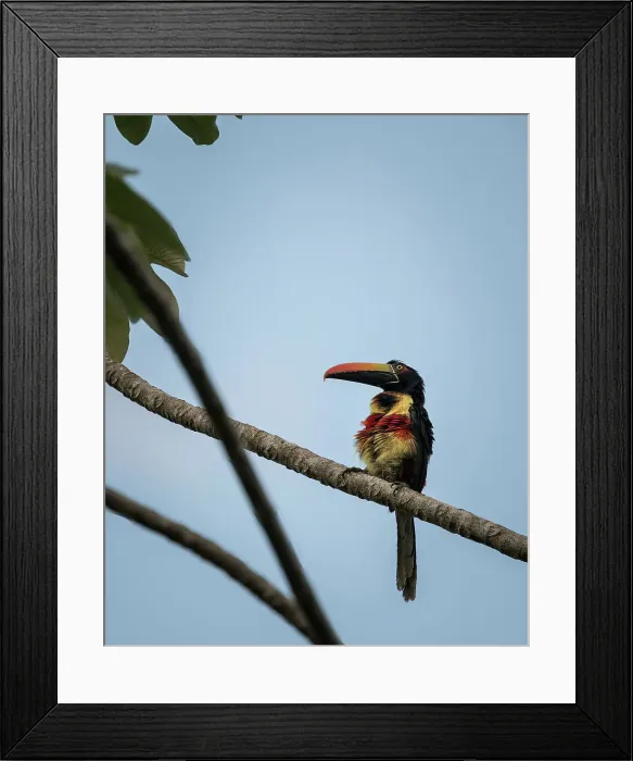 Framed Print : Toucan sitting in tree, Drake Bay, Puntarenas Province, Costa Rica, Central America Framed Print : Toucan sitting in tree, Drake Bay, Puntarenas Province, Costa Rica, Central America