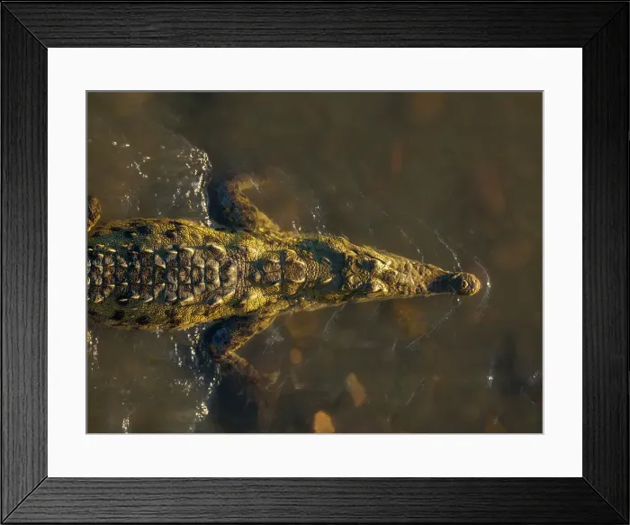 Framed Print : Crocodile, Tarcoles River, Garabito, Puntarenas Province, Costa Rica, Central America Framed Print : Crocodile, Tarcoles River, Garabito, Puntarenas Province, Costa Rica, Central America